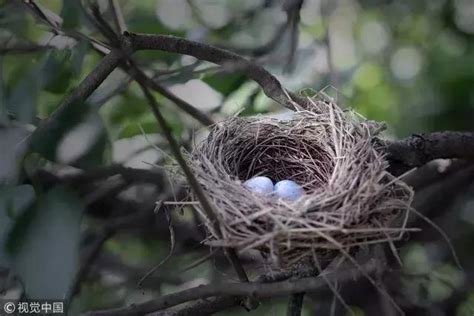 家裡有鳥築巢 風水|【家裡有鳥築巢】鳥巢報喜！1個跡象代表家宅運勢大。